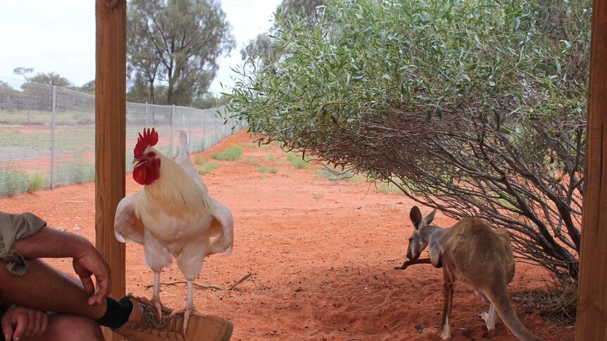 Cluck Norris sitting on the wildlife carer's foot at Erldunda Roadhouse