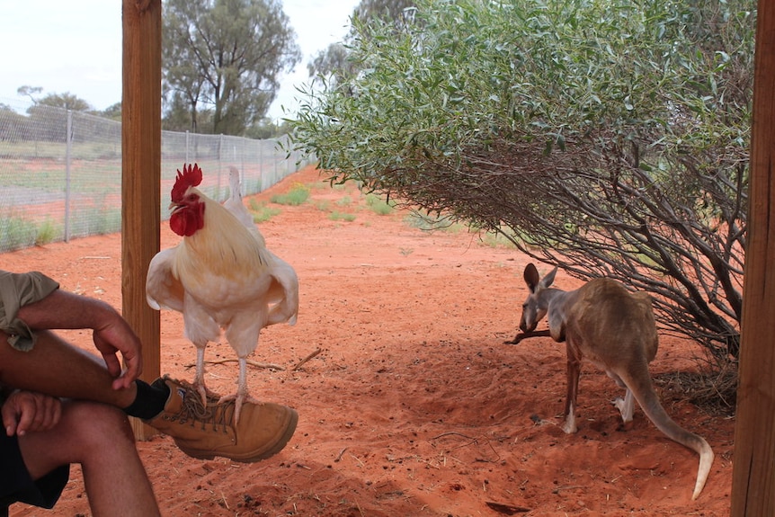 Cluck Norris sitting on the wildlife carer's foot at Erldunda Roadhouse