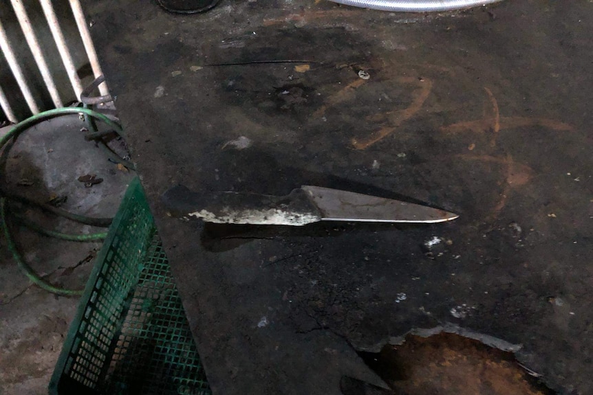 A knife recovered at the Taepyeong-dong dog slaughterhouse complex in Seongnam, South Korea.