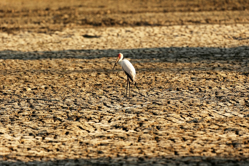 A tall white bird with a red beak stands on a the bed of a dried lake which has its soil cracked.