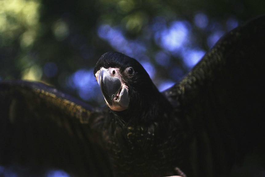 The South Eastern Red-tailed Black Cockatoo in flight.