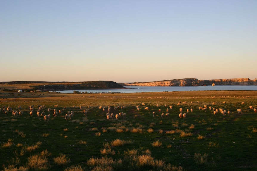 An island with hundreds of sheep grazing during sunset with the ocean in the background.