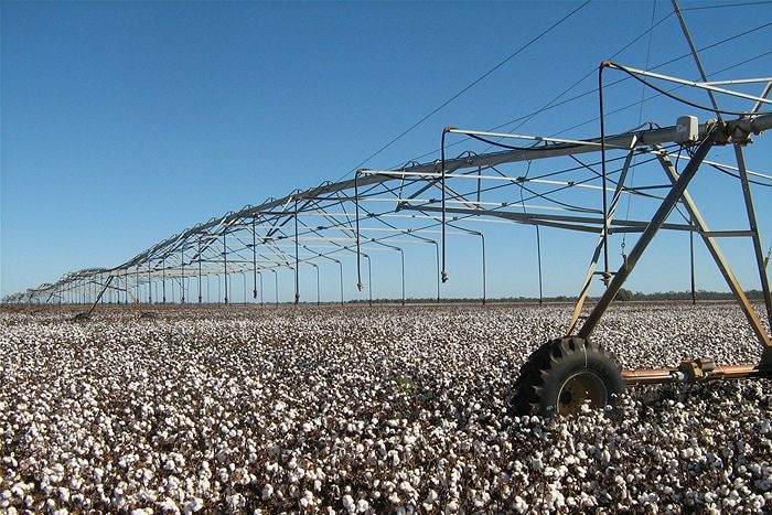 Cotton crop irrigation