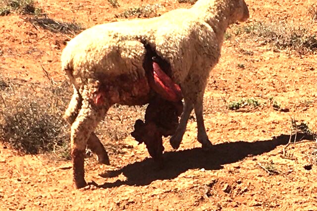 A sheep walks in arid land with its flank ripped open and its stomach hanging out.