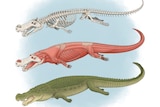 An illustration shows the skeleton, musculature and a full body view of a gigantic prehistoric crocodile.