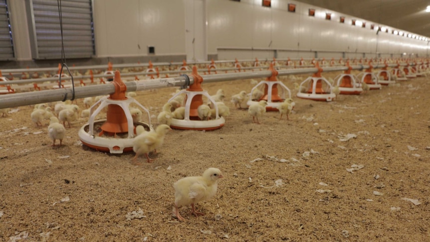 Chicks in a broiler shed, Victoria