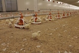 Chicks in a broiler shed, Victoria