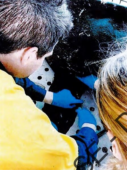 An injured seal being euthanased.