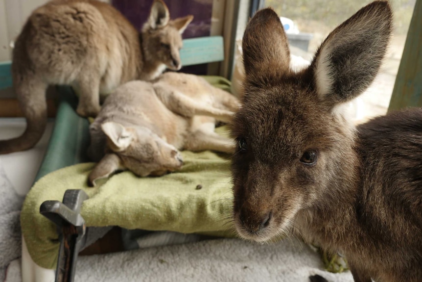 A joey looks at the camera as others are in the background.