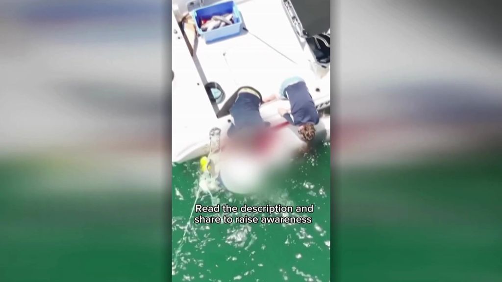 Footage shows a shark pithing