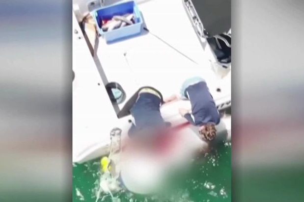 Footage shows a shark pithing