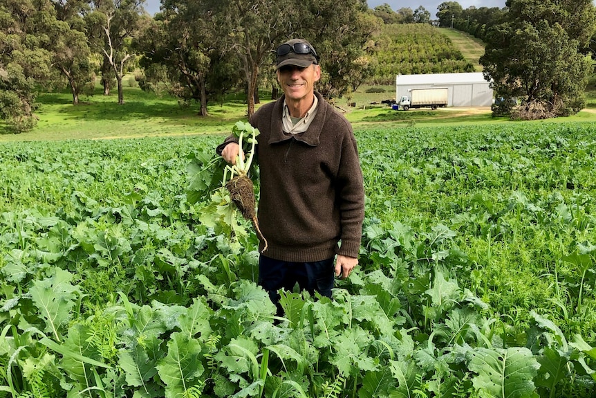 An older man wearing a brown jumper and cap, standing among a crop of brassica, holding freshly picked produce in his hands