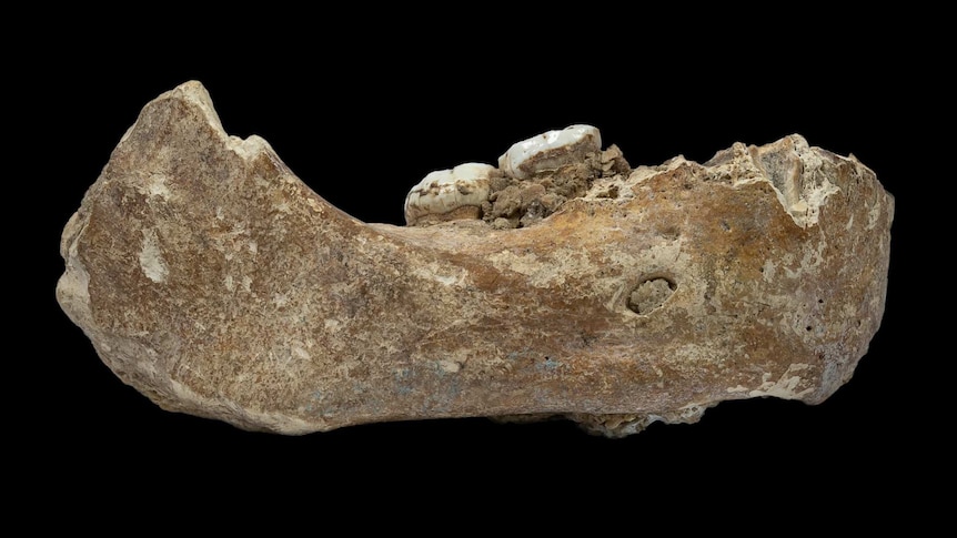 Xiahe jawbone fossil