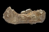 Xiahe jawbone fossil