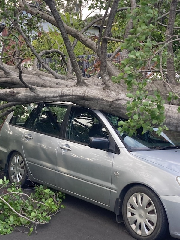 A tree lies across the roof of a silver car.