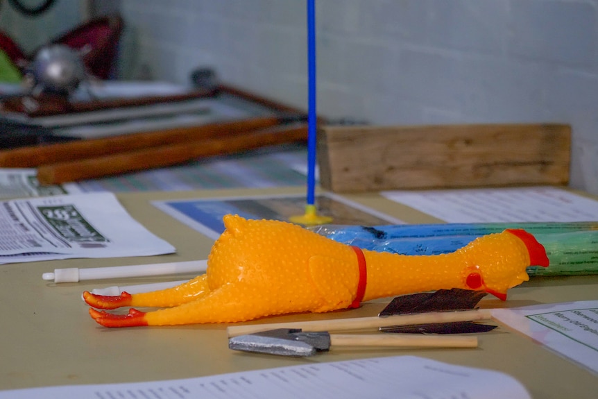 A yelloe rubber chicken on a table of props, Longreach, November 2022.