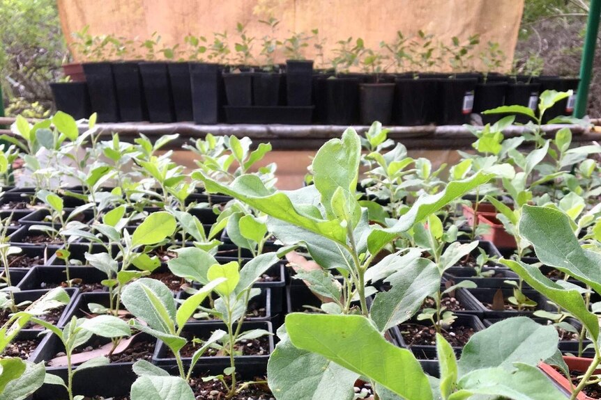 Close up of gubinge seedlings in pot plants