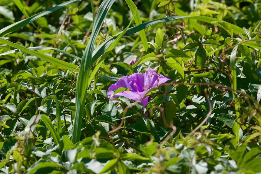 A thick tangle of weeds with a large, delicate purple flower in the middle.