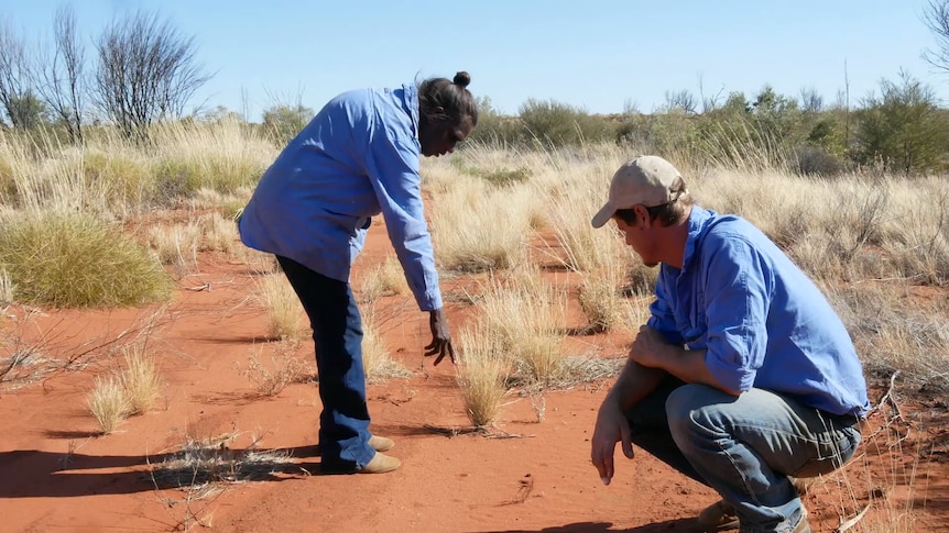 A ranger standing in Central Australia pointing out tracks and animal activity