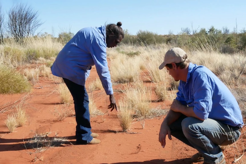 A ranger standing and pointing out the animal activity