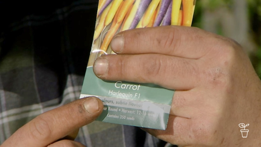 Finger pointing to seed packet indicating text 'Carrot Harlequin F1;