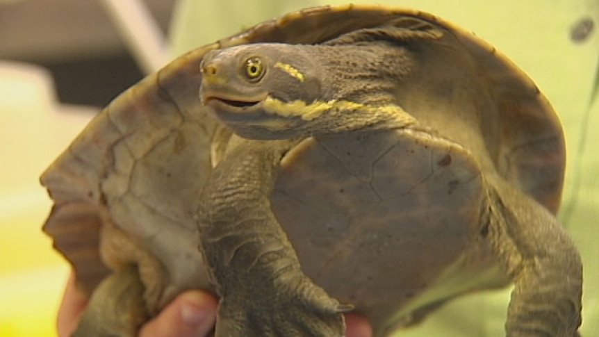 Injured short-neck turtle at RSPCA rescue hospital in Brisbane