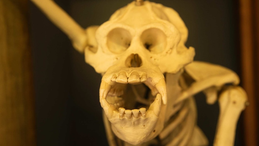 Skeleton of George the orangutan