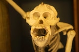 Skeleton of George the orangutan