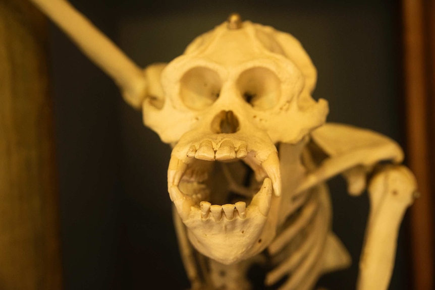 Skeleton of George the orangutan