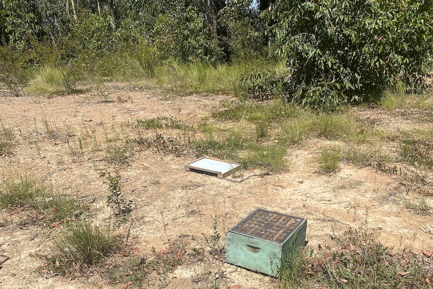 one beehive in a clearing