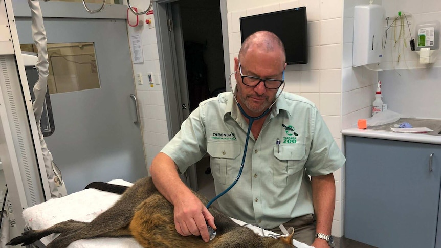 A vet uses a stethoscope to examine an injured wallaby at a treatment room.