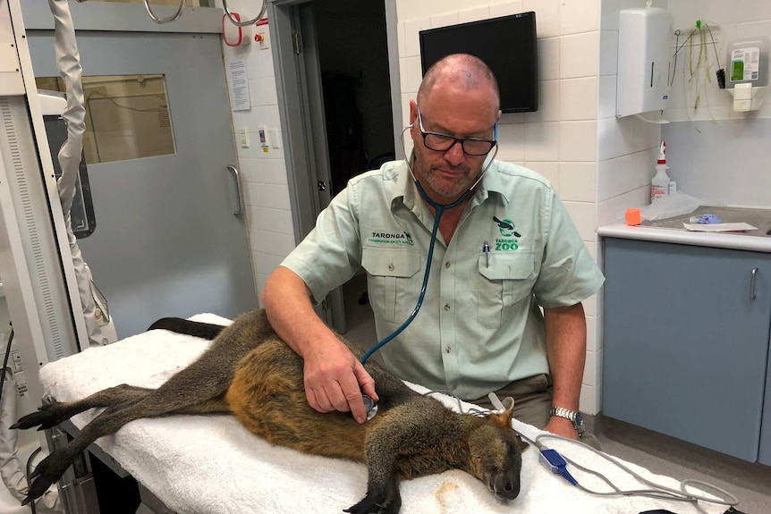 A vet uses a stethoscope to examine an injured wallaby at a treatment room.
