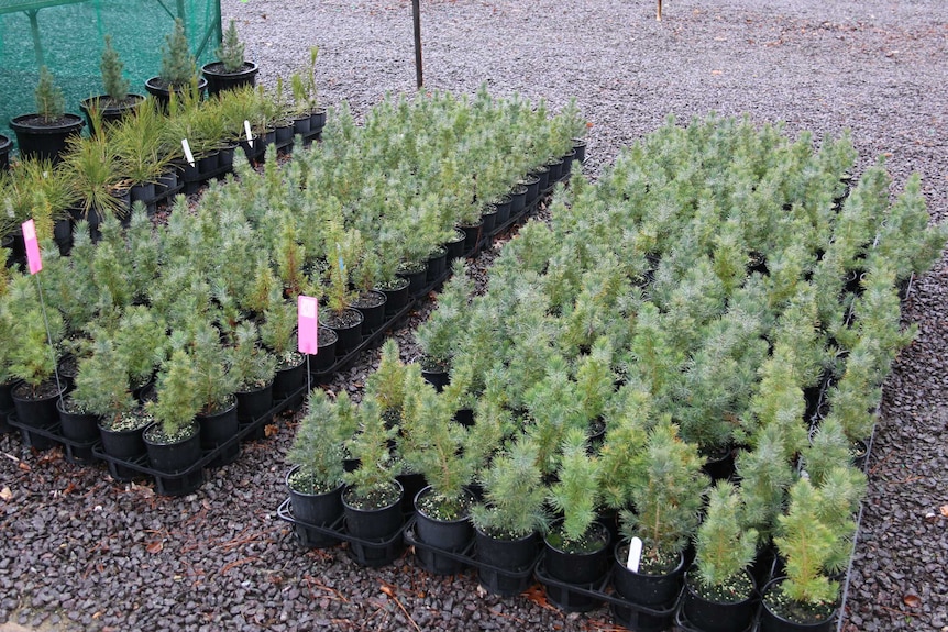 Mini-Lone Pine trees being grown at Yarralumla nursery