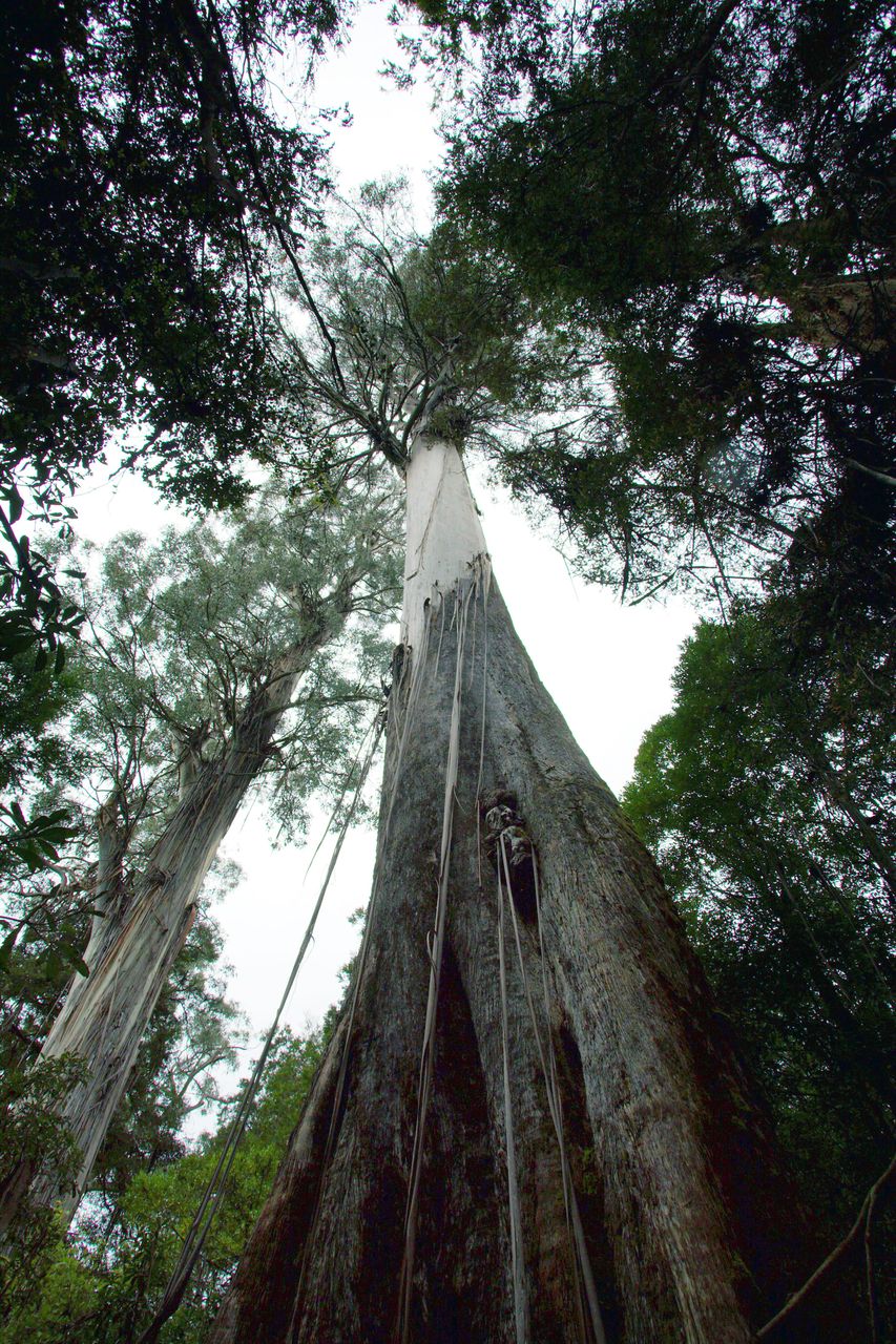 Секвойя дерево гиперион. Деревья 100 метров. Деревья 100 метров. Секвойя высота. Секвойя листья.