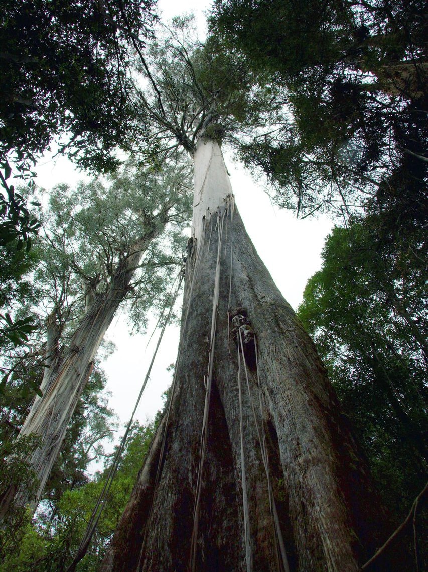 Centurion Tree looms above