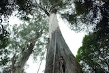 Centurion Tree looms above
