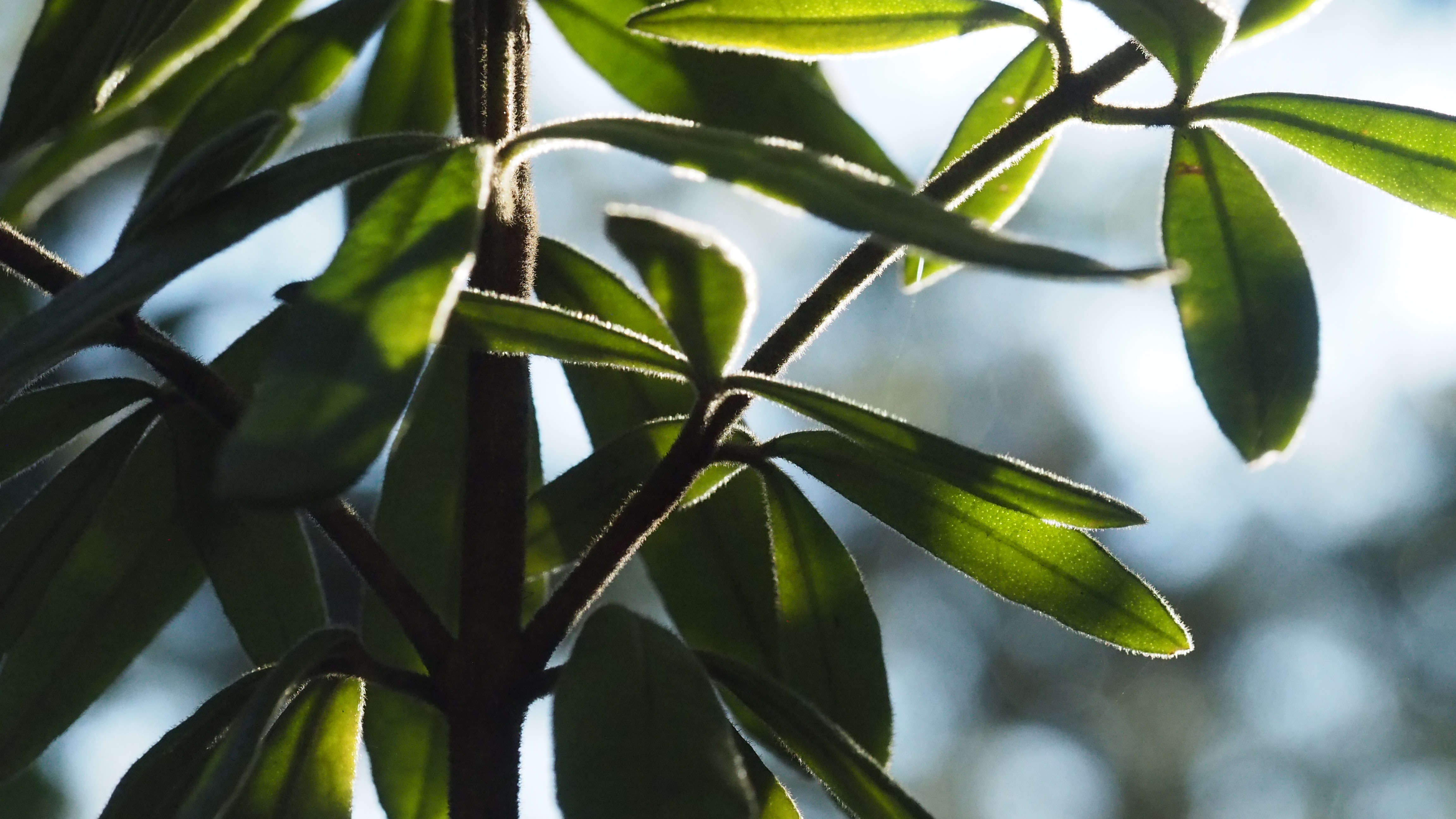 Close up of hairy green leaves. Sunlight is hitting the tops of the leaves, the bottoms are in shade.