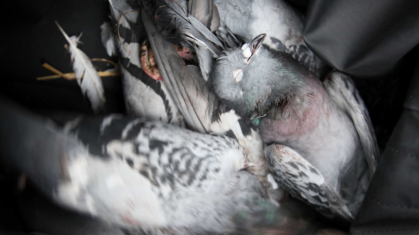 Culled feral pigeons
