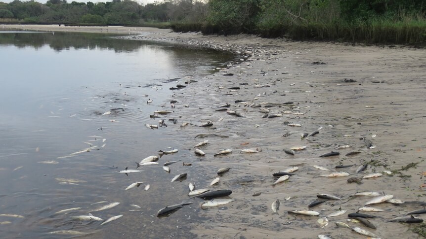 Dead fish on the banks of Tallow Creek at Byron Bay.