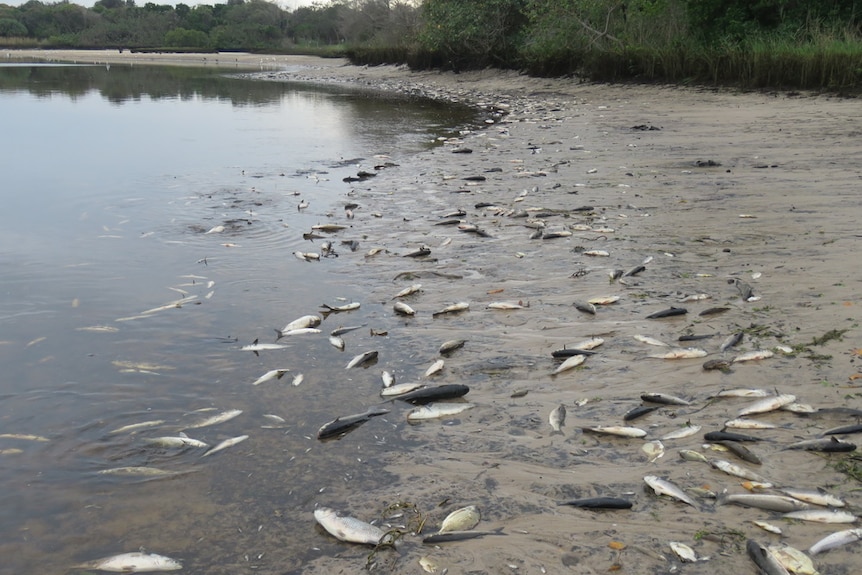 Dead fish on the banks of Tallow Creek at Byron Bay.