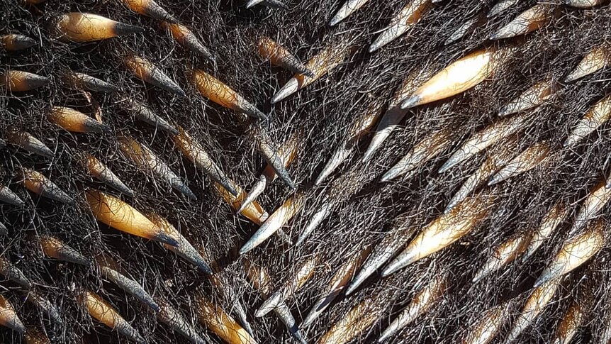 A close up of an echidna's fur and quills.
