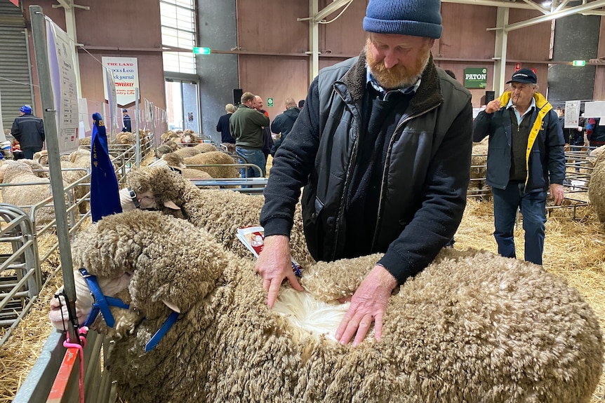 farming looking at his sheeps wool