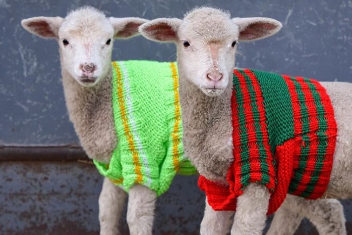 Jumpers help keep orphaned lambs warm during winter.