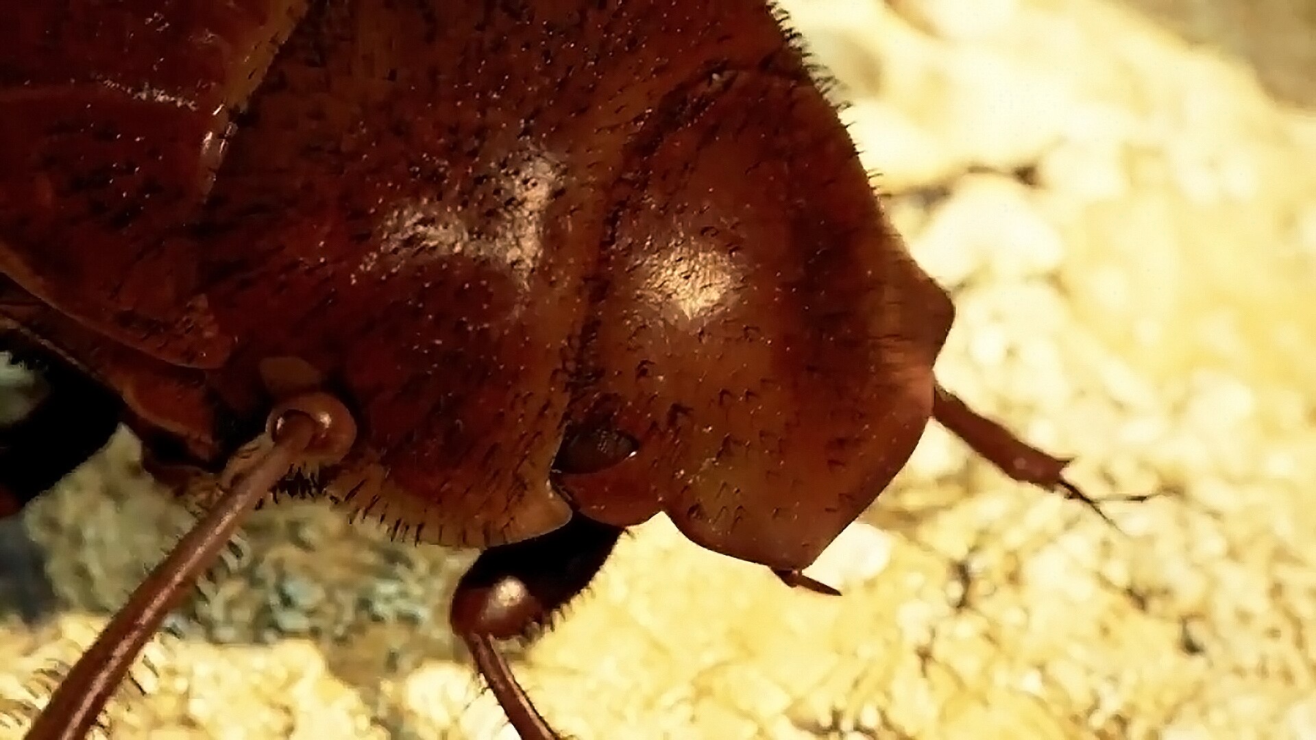 The insect that links red lolly snakes, British Army uniforms and  Australia's prickly pear invasion - ABC listen