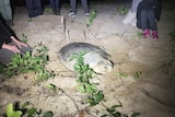 Turtle laying eggs on Avoid Island