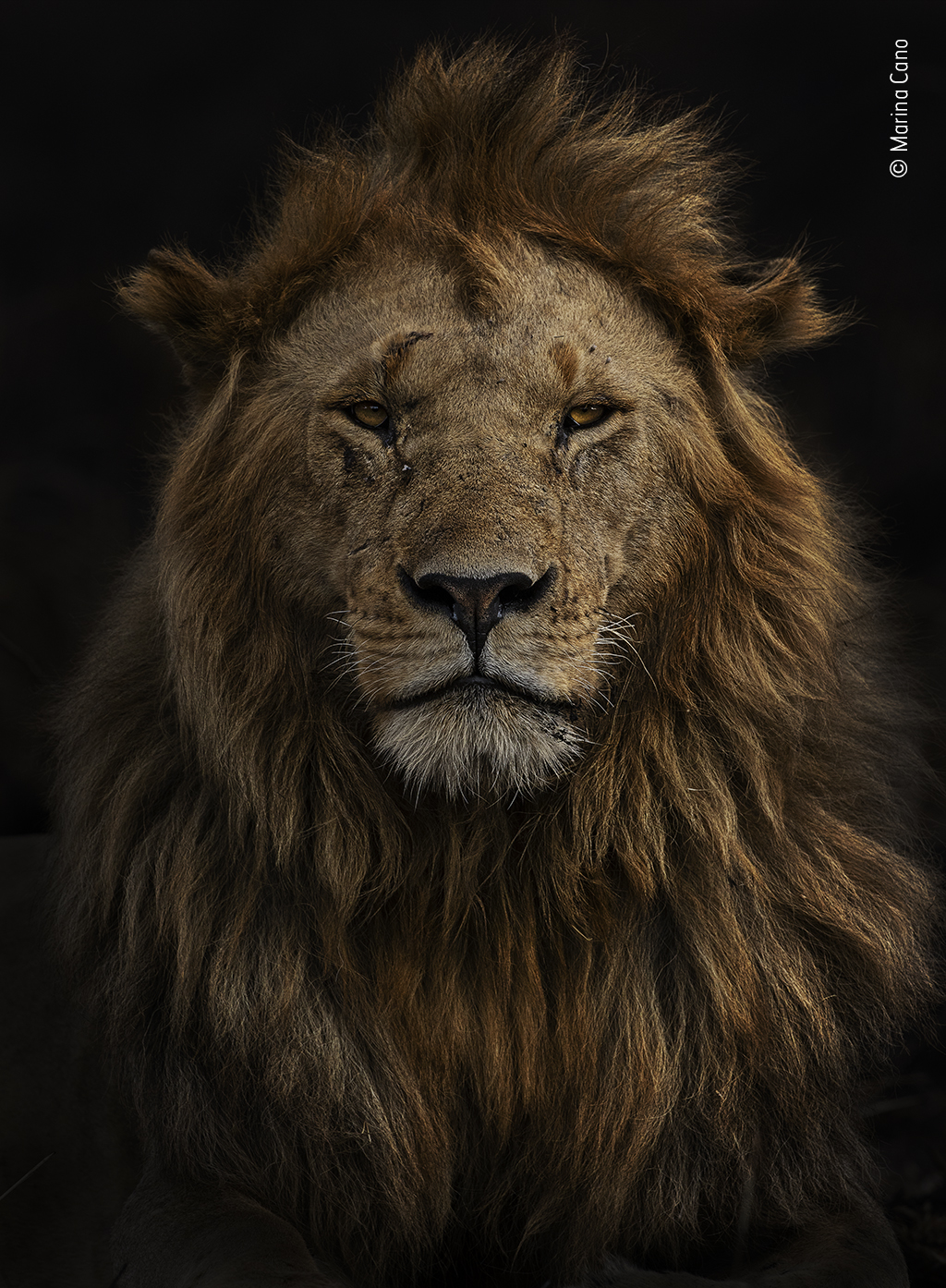 A portrait of a male lion with a black background