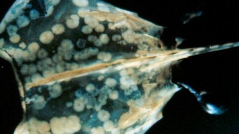 White spot disease in giant black tiger prawn, showing classic white spots on the carapace.