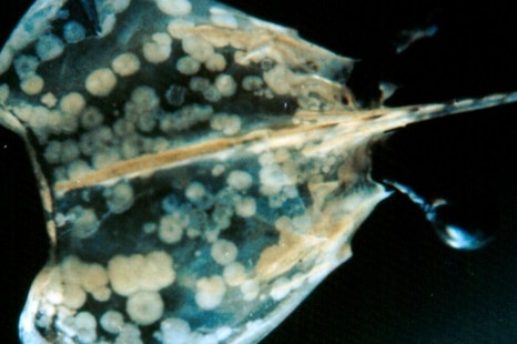 White spot disease in giant black tiger prawn, showing classic white spots on the carapace.