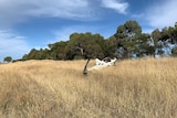 A helicopter that crashed in a paddock near Naracoorte