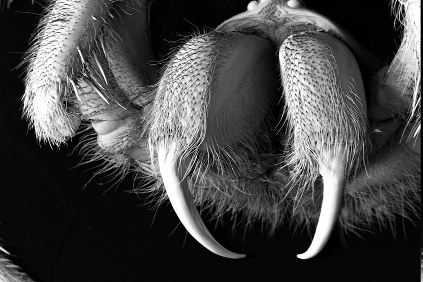 Fangs of funnel-web spider Atrax robustus, close up using Scanning Electron Microscopy.